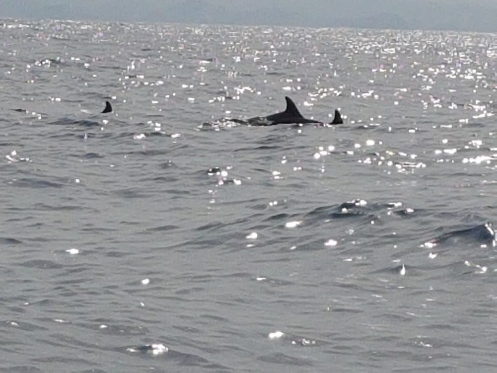 Kawanan lumba - lumba bermunculan di Pantai Kondang Merak, Desa Sumberbening, Kecamatan Bantur, Kabupaten Malang